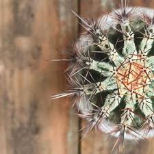 Cactus spines are nearly always thin, tubular and basically look like straight or curved needles and they all arise from one of these knobs. 9 Most Rare Cacti That Are Hard To Find Succulent City