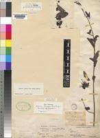 Image result for Maerua juncea