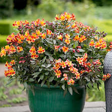 We did not find results for: Perennial Plants Perennial Flowers Dobies