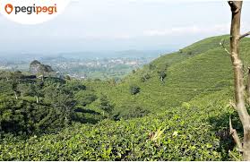 Bukit paralayang terletak di kawasan desa segoro gunung, dan tidak jauh dari lokasi kebun teh kemuning. Kebun Teh Kemuning Lukisan Alam Memikat Dekat Kota Solo