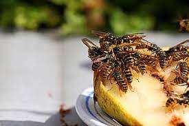 People eat prickly pear cactus in sautés, omelets, salads, and many other dishes. Wasps Fruit Nature Insect Eating Wasps Eating A Pear Pear A Group Of Wasps Colony Of Wasps Pikist