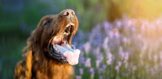 Maybe you would like to learn more about one of these? Why Your Dog Is Foaming At The Mouth What To Do Daily Dog Stuff