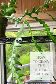 It shares its humid, fertile. Fishbone Cactus How To Propagate Care For Ric Rac Cactus