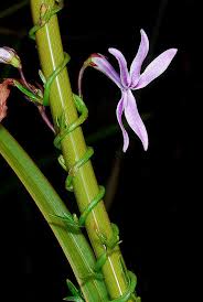 Image result for Cyphia lasiandra