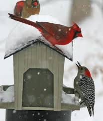 Bird That Sounds Like A Car Alarm Uk Winter Birds Looks Like My Backyard Winter Bird Birds Backyard Birds