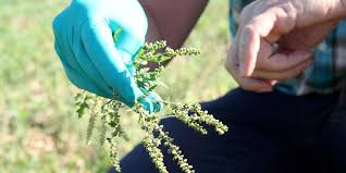 Vous pourrez toutefois indiquer lors de la prise de commande toutes les allergie ou intolérances afin de profiter pleinement de votre repas. Allergies Les Pollens D Ambroisie Sous Surveillance En Dordogne