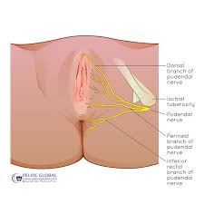 Image result for Pelvic Compression Test