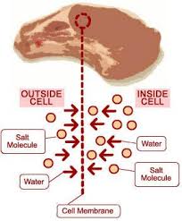 Science Of Meat What Gives Meat Its Flavor Exploratorium Food Science Food Innovation Foodie Recipes