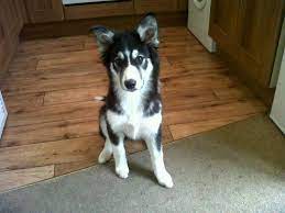 Border Collie Husky Mix Border Collie Husky Siberian Husky Mix Collie Mix
