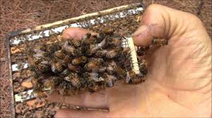 Queens are developed from larvae selected by worker bees and specially fed in order to become sexually mature. How Bees Behave When They Don T Accept The New Queen Bee Youtube