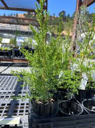 Image result for Trochomeria macrocarpa