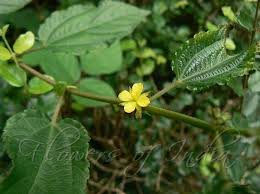 Image result for Corchorus aestuans