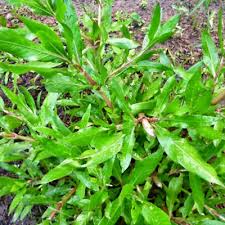 Image result for Hygrophila schulli