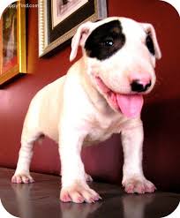 Black And White English Bull Terrier Puppy Bull Terrier Pictures 7d9gon14nl0 Bullterrier Hunde