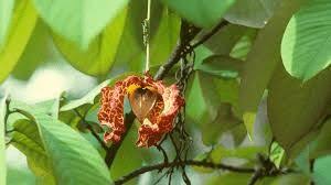 Image result for Monodora