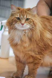 Cherrytail S Maverick Dvm Tabby Cat Cats Orange Tabby Cats