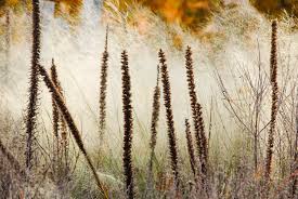 Image result for Pycnostachys schliebenii