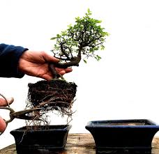 Anyway, should i wait until it's for sure spring to repot my juniper bonsai? Why Is Repotting Bonsai Trees Important Everything Bonsai Related