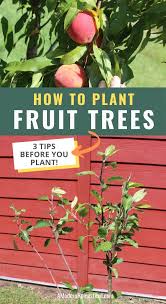 Maybe you would like to learn more about one of these? When And How To Plant Fruit Trees