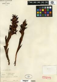 Image result for Disa zombica