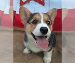 Connecting families with happy, healthy puppies. Pembroke Welsh Corgi Puppies For Sale Near Peru Nebraska Usa Page 1 10 Per Page Puppyfinder Com