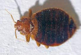 Some bugs are nothing more than a pain and in some cases kind. Bed Bugs In Albuquerque Nm Bulwark Exterminating 2020 4 7 Stars