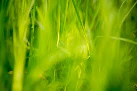 Grass hd with a maximum resolution of 1920x1200 and related grass wallpapers. 12 Beautiful Green Grass Field Hd Wallpapers Osxdaily