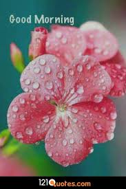 Maybe you would like to learn more about one of these? Good Morning Wallpaper With Pink Flower In Hd Flowers With Dew Drops 735x1102 Download Hd Wallpaper Wallpapertip