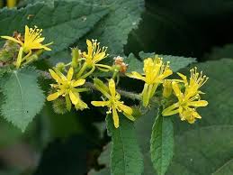 Image result for Triumfetta tomentosa