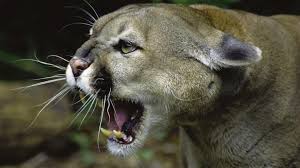 The company provides services not only in the tampa area but also in orlando and lakeland. Wild Predator Invasion Nova Pbs
