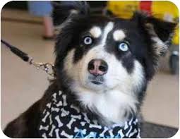 Complete enclosed kennel for breeding and puppy birth. Gilbert Az Border Collie Meet Tucky A Pet For Adoption