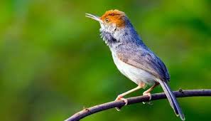 Burung kecil ini termasuk burung petarung yang handal. Ini Dia Makanan Burung Prenjak Dan Cara Merawatnya Agar Cepat Gacor