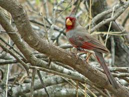 Image result for Pyralis cardinalis