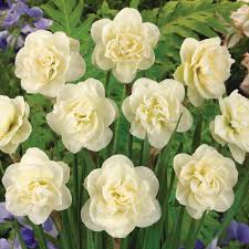 Narcissus Rose Of May Daffodil Bulbs Thompson Morgan Bulb Flowers Daffodil Bulbs Daffodil Flower