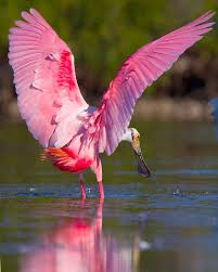Birds Of A Feather Flock Together Meaning In Hindi Animals Animals Animals Animals Beautiful Pet Birds Animals