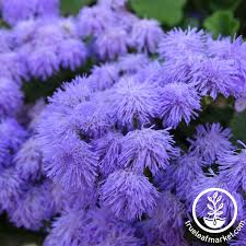 Mountain Valley Seeds Ageratum Blue Hawaii 5 0 Tl 00369p Wildflower Seeds Garden Seeds Flowers Perennials