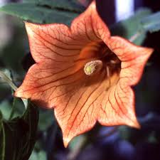 Image result for Canarina