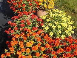 It has a single trunk and purple or reddish leaves all year round, so it looks. Top 10 Annuals For Texas Jcs Landscaping