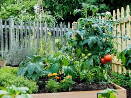 Maybe you would like to learn more about one of these? Advice For Companion Planting In Your Vegetable Garden Hgtv