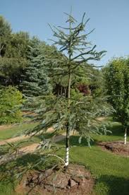 I've been watering the tree every few days or more often when the soil feels mostly dry. Picea Engelmannii Snake Snake Engelmann Spruce Conifer Trinomial American Conifer Society
