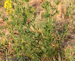 Image result for Senna italica