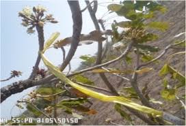 Image result for Andropogon pseudapricus