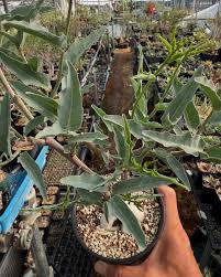 Image result for Adenia repanda