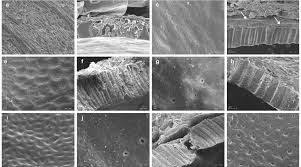 Image result for Ardisiandra sibthorpioides