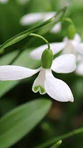 Snowdrop Flowers Spring Bloom Close Up Pink Flowers Wallpaper Purple Flowers Wallpaper Flower Wallpaper