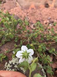 Image result for Pavonia leptocalyx