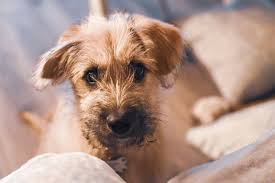 Fox terrier mix (19) apply fox terrier mix filter ; 10 Lab Terrier Mix Dogs We Can T Get Enough Of Your Dog Advisor