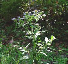 Image result for Andropterum