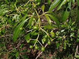 Image result for Rauvolfia afra