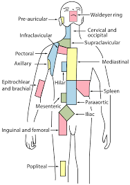 Lymph Node Regions Axillary Lymph Nodes Wikipedia Lymph Nodes Lymphatic System Lymph Massage